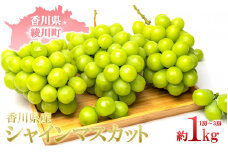 [№5911-0238]【2024年先行予約】旬の採れたてシャインマスカット約1kg（1房～３房）