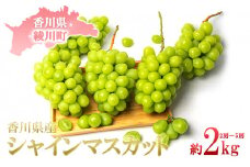 [№5911-0239]【2024年先行予約】旬の採れたてシャインマスカット約2kg（2房～5房）