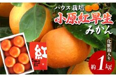 【先行予約2026年6月～2026年7月頃お届け】 ハウス小原紅早生みかん 化粧箱 (約1kg) みかん 柑橘 果物 フルーツ くだもの ハウス栽培 名産 国産 デザート ご当地 食品 四国 F5J-662