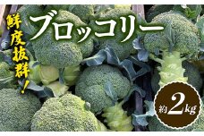 【先行予約2025年10月～2026年5月頃お届け】鮮度抜群！ブロッコリー (約2kg) 朝採り 朝採れ 朝どれ ブロッコリー 野菜 サラダ 食品 名産 四国 F5J-922