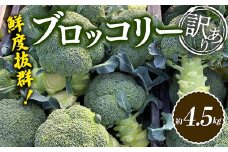 【先行予約2025年10月～2026年5月頃お届け】《訳あり》鮮度抜群！訳ありブロッコリー (約4.5kg) 訳あり 野菜 ブロッコリー 朝採り 朝採れ 朝どれ 家庭用 サラダ 食品 名産 四国 F5J-923