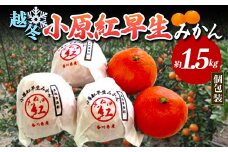 【先行予約2026年1月～2026年2月頃お届け】 越冬小原紅早生みかん (個包装) 約1.5kg みかん 果物 くだもの フルーツ デザート 個包装 越冬 早生 オリジナル品種 食品 名産 四国 F5J-666