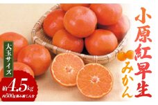 【先行予約2025年11月～2025年12月頃お届け】 小原紅早生みかん (大玉サイズ) 約4.5kg (内 傷み補てん分 500g)  みかん 果物 くだもの フルーツ デザート 大玉 早生 オリジナル品種 食品 名産 四国 F5J-664