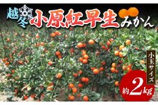 【先行予約2026年1月～2026年2月頃お届け】 越冬小原紅早生みかん (小玉サイズ) 約2kg みかん 果物 くだもの フルーツ デザート 小玉 越冬 早生 オリジナル品種 食品 名産 四国 F5J-665