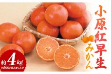 【先行予約2025年11月～2025年12月頃お届け】  小原紅早生みかん 約4kg (内 傷み補てん分 500g) みかん 果物 くだもの フルーツ デザート 早生 オリジナル品種 食品 名産 四国 F5J-663