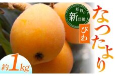 【先行予約2026年5月～6月頃お届け】【香川県共通返礼品】なつたよりびわ 約1kg びわ なつたより 大玉 柔らかい 香川県共通返礼品 食品 名産 四国 香川 F5J-672