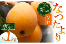 【先行予約2026年5月～6月頃お届け】【香川県共通返礼品】なつたよりびわ 約1kg 訳あり びわ なつたより 大玉 柔らかい 香川県共通返礼品 食品 名産 四国 香川 F5J-673