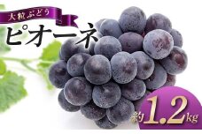 【先行予約】《2025年8月中旬～9月中旬頃お届け》 大粒ぶどう ピオーネ 約1.2kg 種なし フルーツ 旬のフルーツ ぶどう 旬の果物 国産 香川県三豊市共通返礼品 F5J-743