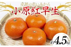 【先行予約】《2025年11月下旬～12月下旬頃お届け》みかん 奇跡の赤いみかん 小原紅早生 4.5kg 蜜柑 早生 果物 柑橘 濃いみかん 赤いみかん むきやすい ミカン フルーツ 旬  香川県 香川県共通返礼品 F5J-539