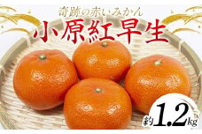 【先行予約】《2025年12月頃お届け》みかん 奇跡の赤いみかん 小原紅早生 1.2kg 蜜柑 早生 果物 柑橘 濃いみかん 赤いみかん むきやすい ミカン フルーツ 旬  香川県 香川県共通返礼品 F5J-1020