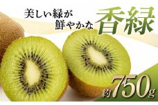 【先行予約】《2025年12月～2026年3月頃お届け》 キウイ 美しい緑が鮮やかな 香緑 こうりょく 約750g 国産 香川 果物 キュウイ キューイ フルーツ 旬  香川県 香川県共通返礼品 F5J-1021