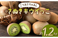 【先行予約】《2025年11月～2026年2月頃お届け》 こつぶでちゅるん さぬきキウイっこ 約1.2kg 一口サイズ 香川 四国 フルーツ 果物 くだもの キウイ キュウイ 果実 フルーツ 旬  香川県 香川県共通返礼品 F5J-1023