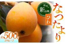 【先行予約 2026年5月～6月頃お届け】【香川県共通返礼品】なつたよりびわ 約500g 250g×2 びわ なつたより 大玉 柔らかい 香川県共通返礼品 食品 名産 四国 香川 F5J-1031
