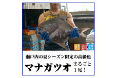 マナガツオ1尾【令和7年7月頃からの出荷分受付中！】【B-4】