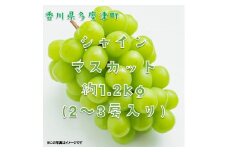 シャインマスカット約1.2kg（2～3房入り）【令和7年8月下旬発送！予約受付中】【B-13】