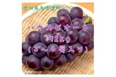 ハウスピオーネ　約２kg【令和7年7月下旬発送！予約受付中】【B-15】