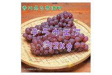 多度津町白方特産　デラウェアぶどう 約２kg【令和7年7月上旬より発送！予約受付中】【B-20】