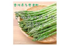 さぬきのめざめ（春芽）【令和7年3月中旬頃から発送！予約受付中！】【A-35】