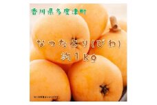 【予約受付中！令和7年6月上旬頃より発送！】なつたより（びわ）約1kg【A-41】