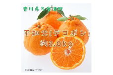不知火（デコポン）約3kg【予約受付中！令和8年2月中旬より発送】【A-42】