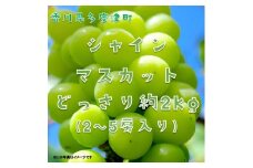 シャインマスカット 約2kg【令和7年8月下旬発送！予約受付中】【C-15】