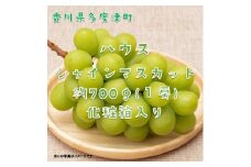 ハウスシャインマスカット　１房　化粧箱【令和7年7月下旬頃発送!予約受付中!】【B-35】