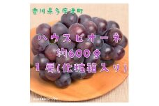 ハウスピオーネ　１房　化粧箱【令和7年7月下旬頃発送!予約受付中!】【A-51】