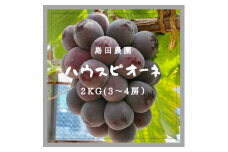 【令和7年8月中旬頃発送！予約受付中】島田農園　ピオーネ2kg（3房～4房入り）【A-78】 