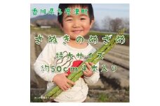 【多度津町産】さぬきのめざめ（特大サイズ約50cm）4本入り【令和7年2月下旬頃より発送】【L-34】