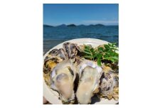 多度津のブランド牡蠣『白方かき』2kg 白方漁港直送　加熱調理用 殻付き生カキ【A-86】