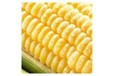 朝採れ！とうもろこし【おおもの】5kg（11本～13本）【令和7年6月下旬頃】【L-47】