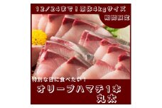 期間限定受付　オリーブハマチ１本まるごと（１本まるごと）【C-231】
