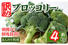 ＜先行予約！2026年2月上旬以降順次発送予定＞＜訳あり＞＜選べる容量＞ 香川県産 ブロッコリー 訳あり (約4kg)  【man058・man108】【Aglio nero】