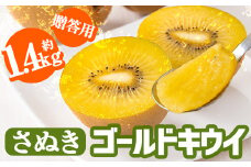 ＜先行予約！2025年10月中旬以降順次発送予定＞《贈答用・大玉厳選》 香川県産 さぬきゴールドキウイ (約1.4kg・化粧箱) 【man064】【Aglio nero】