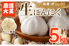 ＜先行予約！2026年5月上旬以降順次発送予定＞香川県産 厳選大玉生にんにく(約5kg) にんにく ニンニク ガーリック 果物 フルーツ 産地直送 【man069】【Aglio nero】