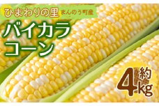 ＜先行予約！2026年6月上旬以降順次発送予定＞バイカラコーン (約4kg) 【man070】【Aglio nero】