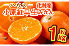 ＜先行予約！2026年6月下旬以降順次発送予定＞香川県産 ハウス小原紅早生みかん(約1kg/化粧箱) 【man072】【Aglio nero】