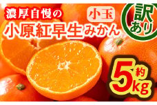 ＜先行予約！2025年11月下旬以降順次発送予定＞＜訳あり・家庭用＞＜選べるサイズ＞香川県産 小原紅早生みかん (約5kg・小玉)  【man088・man089】【Aglio nero】