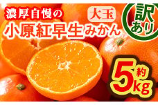 ＜先行予約！2025年11月下旬以降順次発送予定＞＜訳あり・家庭用＞＜選べるサイズ＞香川県産 小原紅早生みかん (約5kg・大玉)  【man088・man089】【Aglio nero】