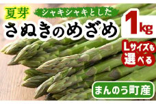 ＜期間限定！2025年6月上旬以降順次発送＞＜Lサイズも選べる＞夏芽！さぬきのめざめ アスパラガス (約1kg) 【man084・man086】【Aglio nero】