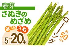 ＜先行予約！2026年2月下旬以降順次発送予定＞＜選べる本数＞春芽！ロング！約50cm！ アスパラガス さぬきのめざめ (20本入) ロングアスパラガス  【man097・man098・man099】 【Aglio nero】
