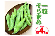 ＜先行予約！2026年5月上旬以降順次発送予定＞一粒そらまめ (約4kg)  【man102】【Aglio nero】