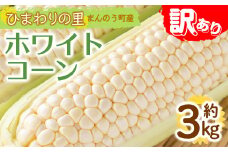 ＜先行予約！2026年6月上旬以降順次発送予定＞＜訳あり＞＜選べる容量＞ホワイトコーン(約3kg)  国産 野菜 とうもろこし トウモロコシ コーン ホワイト 白 新鮮 冷蔵便 【man109・man112】【Aglio nero】