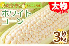 ＜先行予約！2026年6月上旬以降順次発送予定＞＜太物も選べる＞ホワイトコーン(約3kg/太物 2Lサイズ以上) 【man110・man111】【Aglio nero】