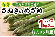 ＜先行予約！2026年2月下旬以降順次発送予定＞＜Lサイズも選べる＞春芽！太物アスパラガス「さぬきのめざめ」(約1kg・Lサイズ以上) 【man116・man117】【Aglio nero】