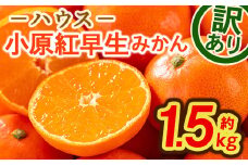 ＜先行予約！2026年6月下旬以降順次発送予定＞ ＜訳あり＞ハウス小原紅早生みかん (約1.5kg)【man181】【Aglio nero】