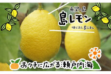 【10月中旬から発送予定】希望の島 レモン 3kg 愛媛 中島産 柑橘 レモン 国産レモン 中島レモン 松山市産レモン 島のレモン 檸檬 れもん 柑橘 希望の島