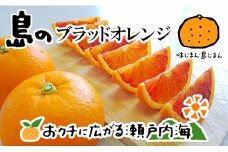 【2026年3月中旬から発送予定】希望の島 ブラッドオレンジ（タロッコ） 3kg 愛媛 中島産 | 愛媛 みかん 先行予約 蜜柑 柑橘 果物 くだもの フルーツ お取り寄せ グルメ 期間限定 数量限定 人気 おすすめ 愛媛県 松山市