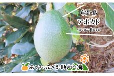 【12月上旬から発送予定】希望の島 国産アボカド 1kg (ピンカートン/フェルテ/ベーコン)