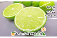 【10月上旬から発送予定】希望の島 国産ライム 1kg 小玉～中玉 | 柑橘 ライム  ライム 柑橘 中島 ライム 柑橘 ライム  ライム 愛媛県産 ライム 柑橘 ライム  ライム 